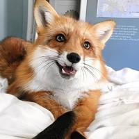 Елена Терскова - photographer