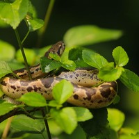 Venki Venkatesh - photographer