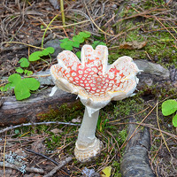 Олёна Юрченко - photographer