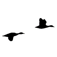 Сергей Алексеев - photographer