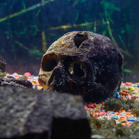 Евгений Степанов - photographer