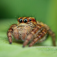 Antaryami Das - photographer