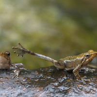 ashok manjanath - photographer