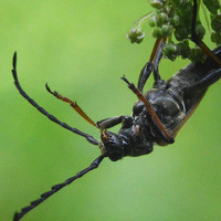 Сергей Суворов - photographer