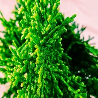 DORIS KARTEY - фотограф