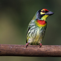 Amrutesh Gopal - photographer