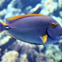 Anja Kroes, Dutch - photographer