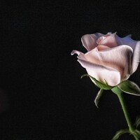 Наталья Брунилина - photographer