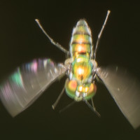 Glenroy Blanchette - photographer