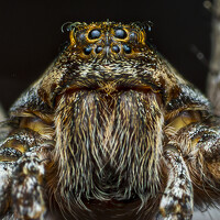 Beshenyaga Media - photographer