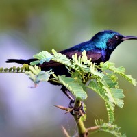 Soumya Chandan Panda - photographer