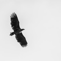 Constantin Lazar - photographer