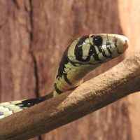 Willian Izzi - photographer