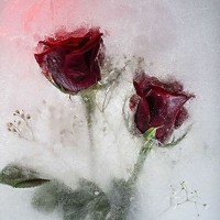 Dale White - photographer