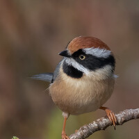 Sushmeet Kathuria - photographer