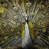 sara zafarana - photographer