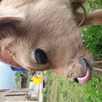 Karma Yangdon - photographer