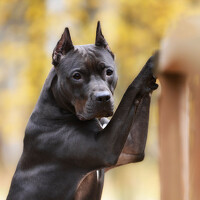 Lesnoe Photo - photographer