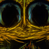 Hardy Vargas Vasquez - фотограф