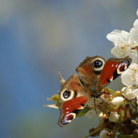 Лена Гобена - photographer