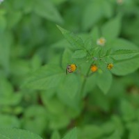 Fadi Adam - photographer