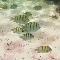 GABRIEL PEÑA - photographer