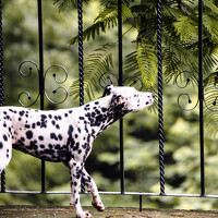 Luiggi Muz - photographer