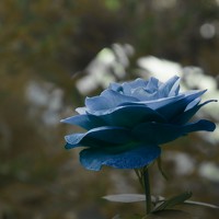 Amra Mujić - photographer