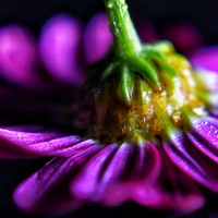 Daniela - photographer