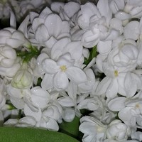 Мила Мит - photographer