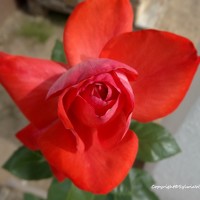 Sylwia Wirkowska - photographer