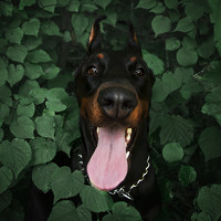 Виктория Мамаева - photographer