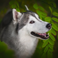 Anna Darahan - photographer