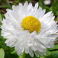 Маргарита Фискина - photographer