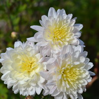 Лариса Смирнова - photographer