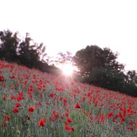 Zhukavets Alena - photographer