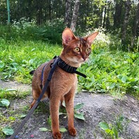 Ekaterina Chernyshova - photographer