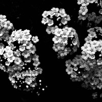 Vera Dobychina - фотограф