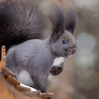 Мария Овсечук - photographer