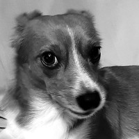 Adriana Raileanu - photographer