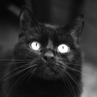 Milla Luca - photographer