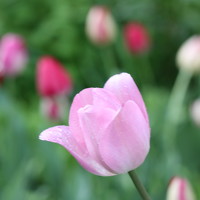 Елена Брынько - photographer