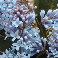 Ив Ллин Юлия - photographer