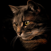 Terry Hi - photographer