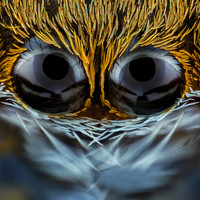 Ireneusz Irass Walędzik - фотограф