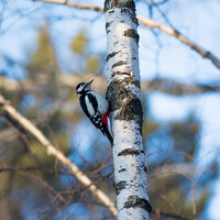 Денис Воронов - photographer