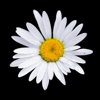 Светлана Болотнова - photographer