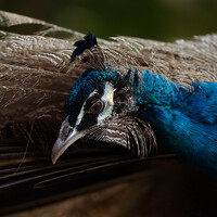 Shima Hussni - photographer