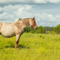 Екатерина Счасная - photographer