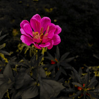 Ruhi P - photographer